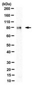 Anti-SUN2 Antibody, clone 3.1E clone 3.1E, from mouse