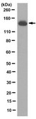 Anti-N-cadherin Antibody, clone 6A9.2 clone 6A9.2, from mouse