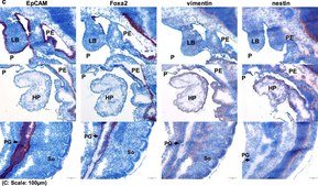 抗巢蛋白 兔抗 ~1 mg/mL, affinity isolated antibody, buffered aqueous solution