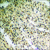 Anti-phospho-p27 Kip1 (pThr198) antibody produced in rabbit affinity isolated antibody