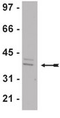 Anti-WDR5 Antibody Upstate®, from rabbit