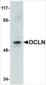 Anti-OCLN antibody produced in rabbit affinity isolated antibody, buffered aqueous solution