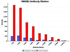 Anti-HMGB2 (HMG2) antibody produced in rabbit affinity isolated antibody