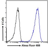 Anti-P2RX7 (N-terminal) antibody produced in goat affinity isolated antibody, buffered aqueous solution