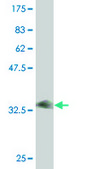 Monoclonal Anti-FXYD2 antibody produced in mouse clone 1C3-B3, purified immunoglobulin, buffered aqueous solution