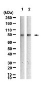 Anti-TBR1 Antibody, clone 1D16 ZooMAb® Rabbit Monoclonal recombinant, expressed in HEK 293 cells