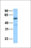 Anti-CYP2C19 antibody produced in rabbit affinity isolated antibody