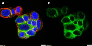 Anti-PKA C-α Antibody, clone 2E17 ZooMAb® Rabbit Monoclonal recombinant, expressed in HEK 293 cells