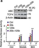 Anti-TCF-4 Antibody, clone 6H5-3 clone 6H5-3, Upstate®, from mouse