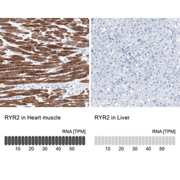 Anti-RYR2 antibody produced in rabbit Prestige Antibodies® Powered by Atlas Antibodies, affinity isolated antibody, buffered aqueous glycerol solution