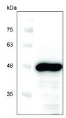 二代不含细胞的蛋白质表达试剂盒（小麦胚芽） An Eukaryotic Cell Free Protein Expression system (CFPE/CFPS) with High Yield and Excellent Scalability, 50 reactions