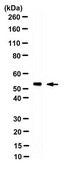 Anti-Cytochrome P450 26A1 Antibody, clone F27P6A1 clone F27P6A1, from mouse