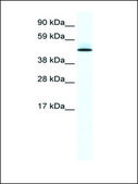 Anti-PTRF antibody produced in rabbit IgG fraction of antiserum