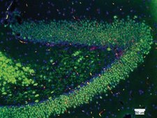 Anti-NeuN Antibody, clone A60, biotin conjugated clone A60, Chemicon®, from mouse
