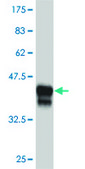Monoclonal Anti-DLX2 antibody produced in mouse clone 3H3, purified immunoglobulin, buffered aqueous solution