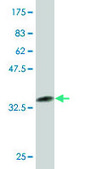 Monoclonal Anti-NR4A3 antibody produced in mouse clone 1E9, purified immunoglobulin, buffered aqueous solution