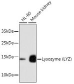 Anti-Lysozyme (LYZ) antibody produced in rabbit
