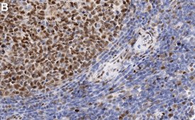 Anti-MYB Antibody, clone 1E12 ZooMAb® Rabbit Monoclonal recombinant, expressed in HEK 293 cells