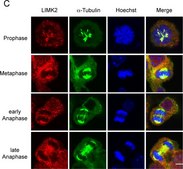 Anti-α-Tubulin−FITC antibody, Mouse monoclonal clone DM1A, purified from hybridoma cell culture