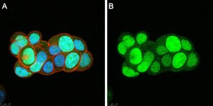 Anti-Survivin Antibody, clone 1N7 ZooMAb® Rabbit Monoclonal recombinant, expressed in HEK 293 cells