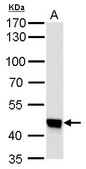 Monoclonal Anti-UQCRC1 antibody produced in mouse clone GT139, affinity isolated antibody