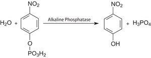 p-Nitrophenyl Phosphate Liquid Substrate System liquid