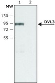 Anti-DVL3 (C-terminal region) antibody produced in rabbit ~1.5 mg/mL, affinity isolated antibody, buffered aqueous solution
