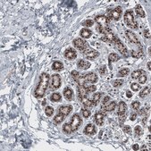 Monoclonal Anti-SOX10 antibody produced in mouse Prestige Antibodies® Powered by Atlas Antibodies, clone CL4455, purified immunoglobulin
