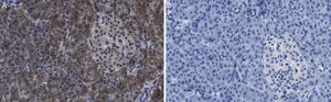 Anti-O-GlcNAc Transferase Antibody, clone 1O19 ZooMAb® Rabbit Monoclonal recombinant, expressed in HEK 293 cells