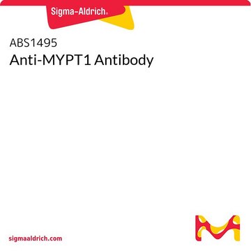 Anti-MYPT1 Antibody