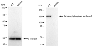 KD-Validated Anti Carbamoyl-phosphate synthase 1 Antibody, clone 23GB2365, Rabbit Monoclonal clone 23GB2365, recombinant rabbit monoclonal, expressed in HEK293 cells