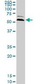 Monoclonal Anti-UBQLN2 antibody produced in mouse clone 5F5, purified immunoglobulin, buffered aqueous solution