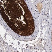 Anti-CLU antibody produced in rabbit Prestige Antibodies® Powered by Atlas Antibodies, affinity isolated antibody, buffered aqueous glycerol solution