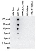 Anti-acetyl Histone H2A.Z (Lys 5, 7, 11) Antibody from rabbit, purified by affinity chromatography
