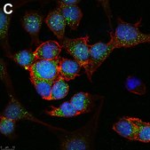 Anti-Linear Ubiquitin Antibody, clone 1E3 ZooMAb® Rabbit Monoclonal recombinant, expressed in HEK 293 cells