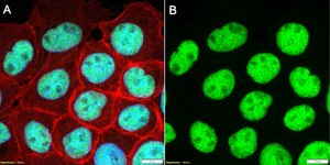 Anti-CBX3/HP1γ Antibody, clone 1K5 ZooMAb® Rabbit Monoclonal recombinant, expressed in HEK 293 cells