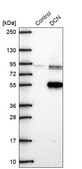 Anti-DCN antibody produced in rabbit Prestige Antibodies® Powered by Atlas Antibodies, affinity isolated antibody