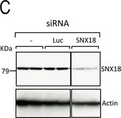Anti-β-Actin−Peroxidase antibody, Mouse monoclonal clone AC-15, purified from hybridoma cell culture