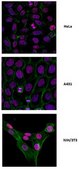 Anti-acetyl Histone H3 Antibody (Lys 64) from rabbit, purified by affinity chromatography