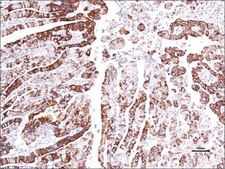 Anti-GPER (C-terminal) antibody produced in rabbit affinity isolated antibody, buffered aqueous solution
