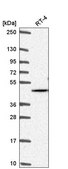 Anti-AKT2 antibody produced in rabbit Prestige Antibodies® Powered by Atlas Antibodies, affinity isolated antibody
