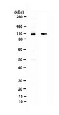 抗-PGC-1α from rabbit, purified by affinity chromatography