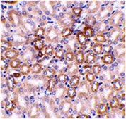 抗-Nephrin抗体 from rabbit, purified by affinity chromatography