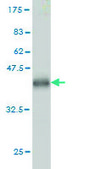 Monoclonal Anti-OCLN antibody produced in mouse clone 1G7, purified immunoglobulin, buffered aqueous solution