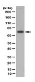 Anti-IL-7Ra (CD127), extracellular Antibody from rabbit, purified by affinity chromatography