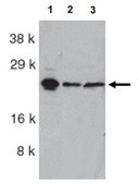 Anti-ARC Antibody from rabbit, purified by affinity chromatography
