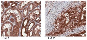 Anti-Sonic Hedgehog Antibody from rabbit, purified by affinity chromatography