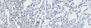 Anti-SFTPC Antibody, clone 3F18 ZooMAb® Rabbit Monoclonal recombinant, expressed in HEK 293 cells