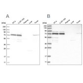 Anti-PPM1G antibody produced in rabbit Prestige Antibodies® Powered by Atlas Antibodies, affinity isolated antibody, buffered aqueous glycerol solution