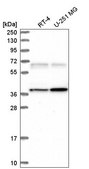 Anti-CAMK2G antibody produced in rabbit Prestige Antibodies® Powered by Atlas Antibodies, affinity isolated antibody